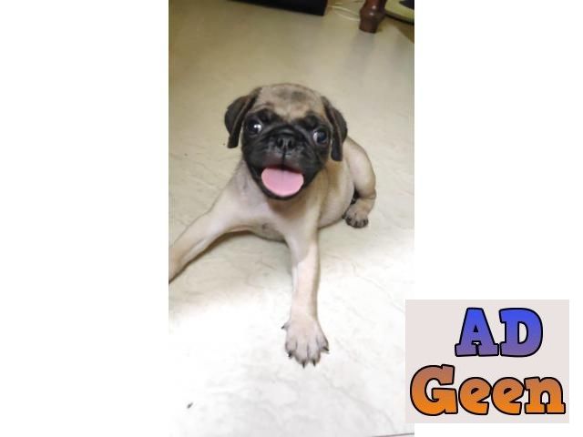 used TOP QUALITY PUG PUPPIES AVAILABLE IN CHENNAI 8428557069 for sale 